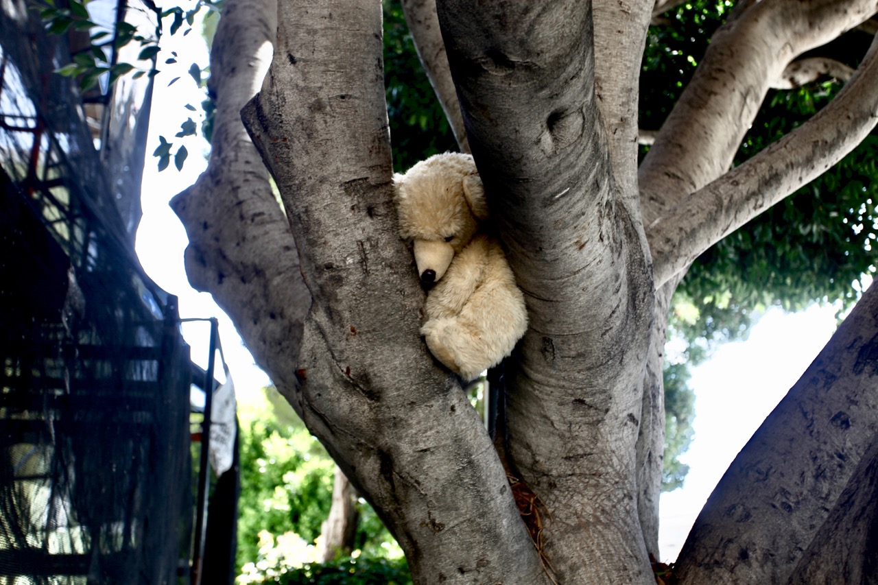 A stuffed animal, resembling a white teddy bear, is wedged between the large branches of a tree outdoors.