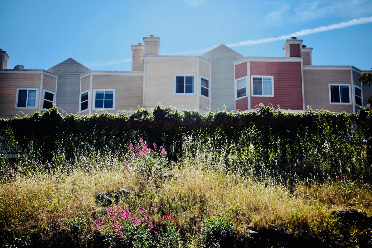 Row of pastel-colored townhouses with bay windows behind a fence covered in green vines, with wild grass and pink flowers in the foreground under a blue sky.