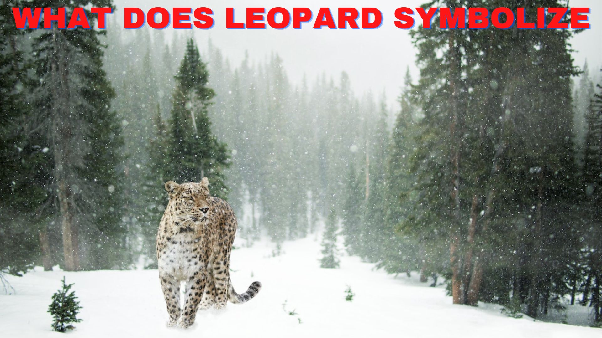 What does leopard symbolize? symbols of stubbornness, protection
