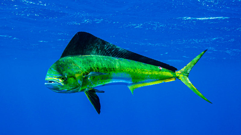 dolphin-main.jpg?fit=800,450&ssl=1