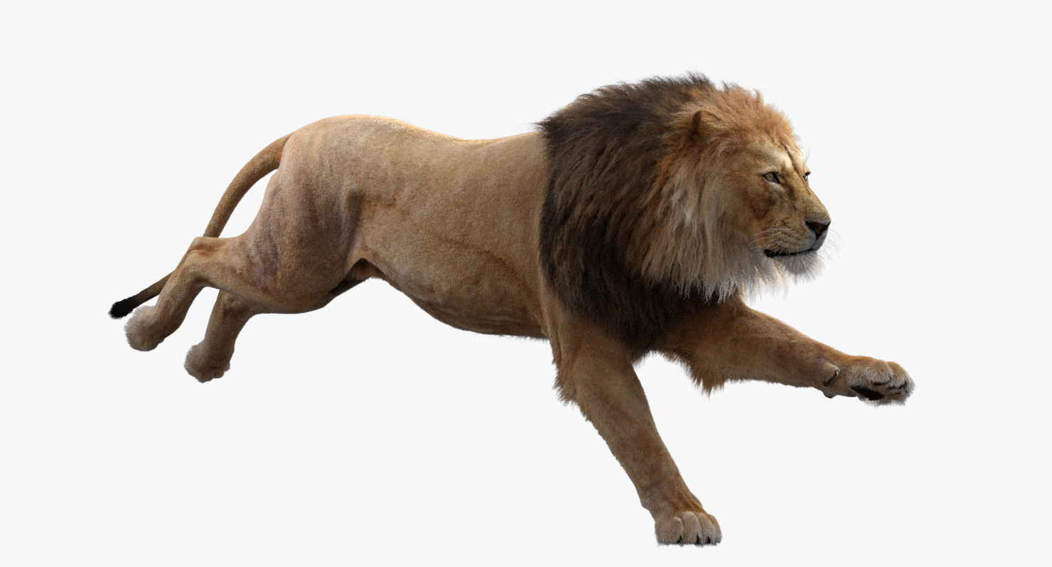 Lion animal wild 3D Window SAFARI View sticker Decal Home ...