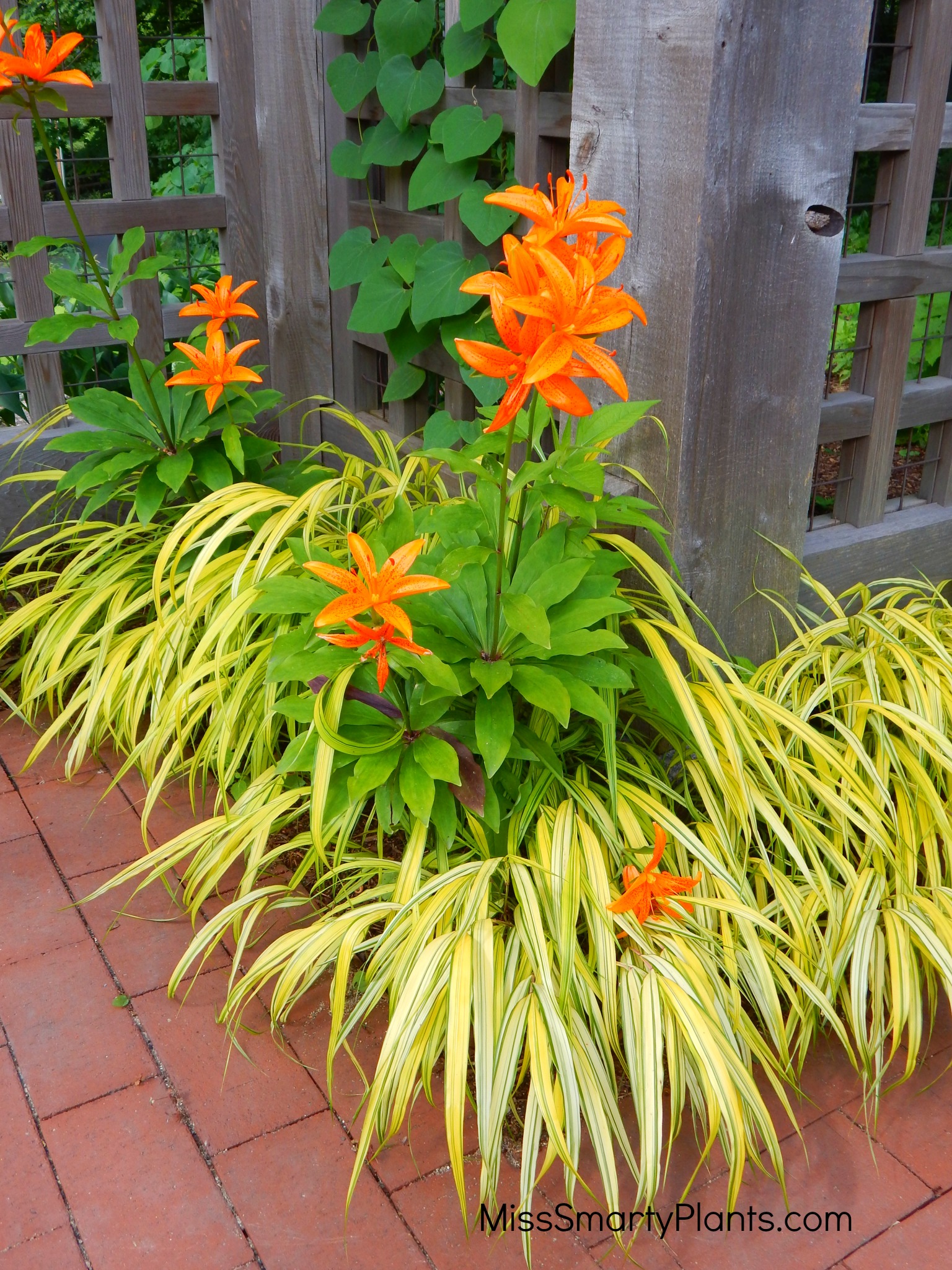 Slender stems holding bright yellow leaves with thin . Using Pinterest for easy garden design - Miss Smarty Plants