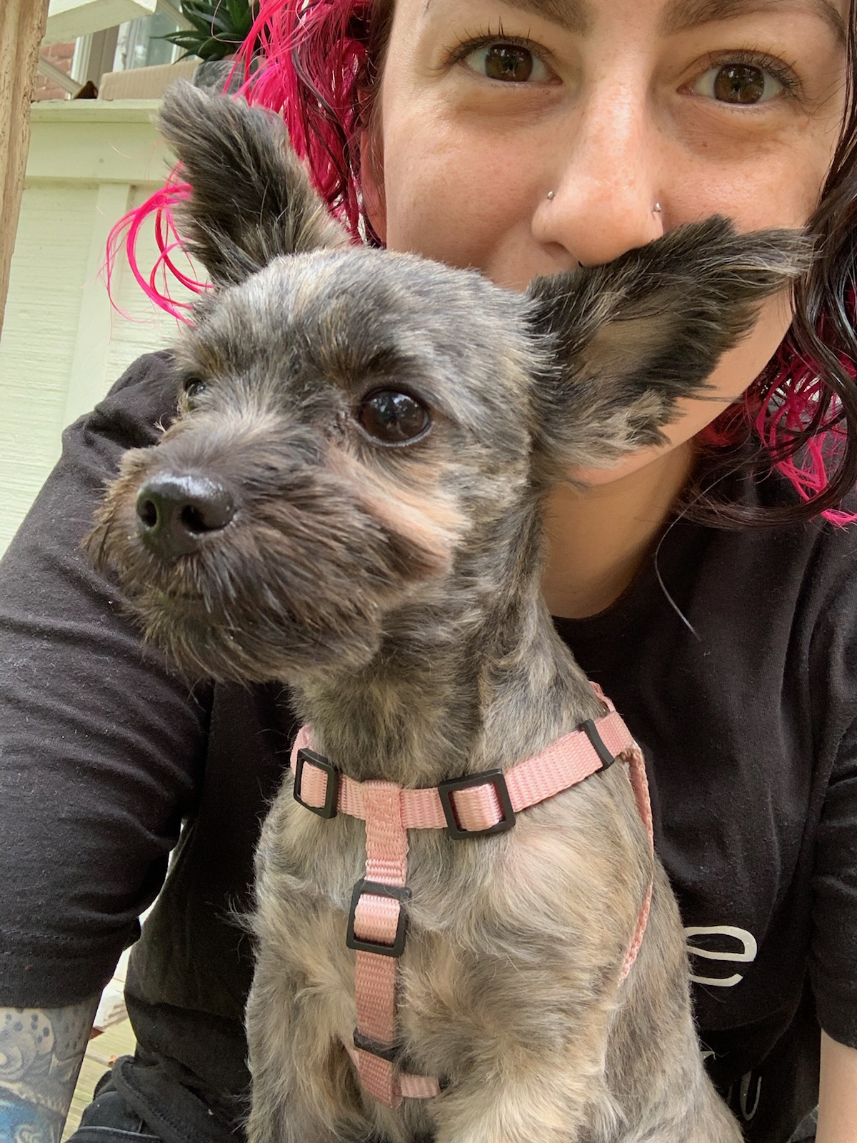 puppy training miss vicky