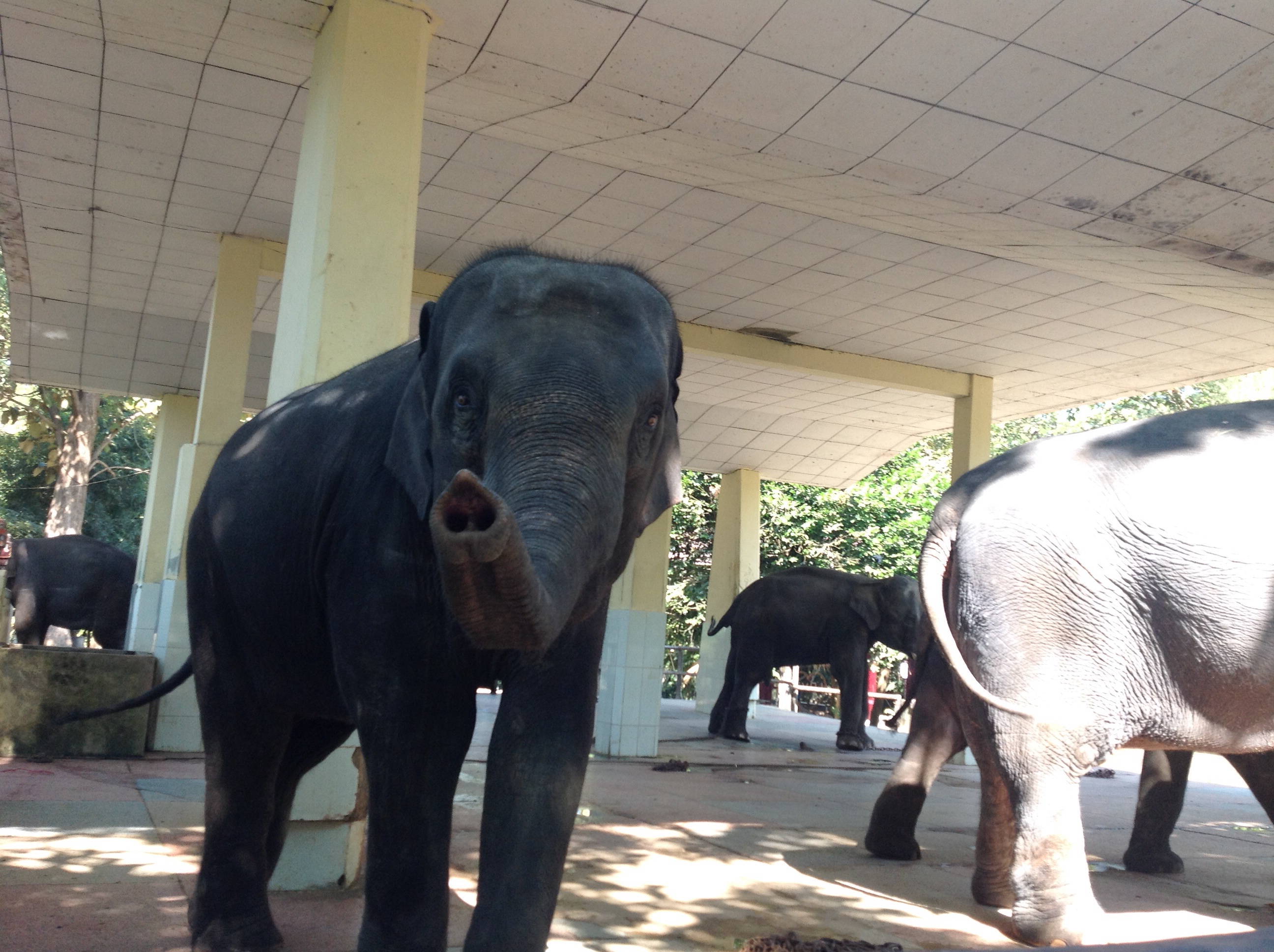 Zootime in Yangon – Myanmar