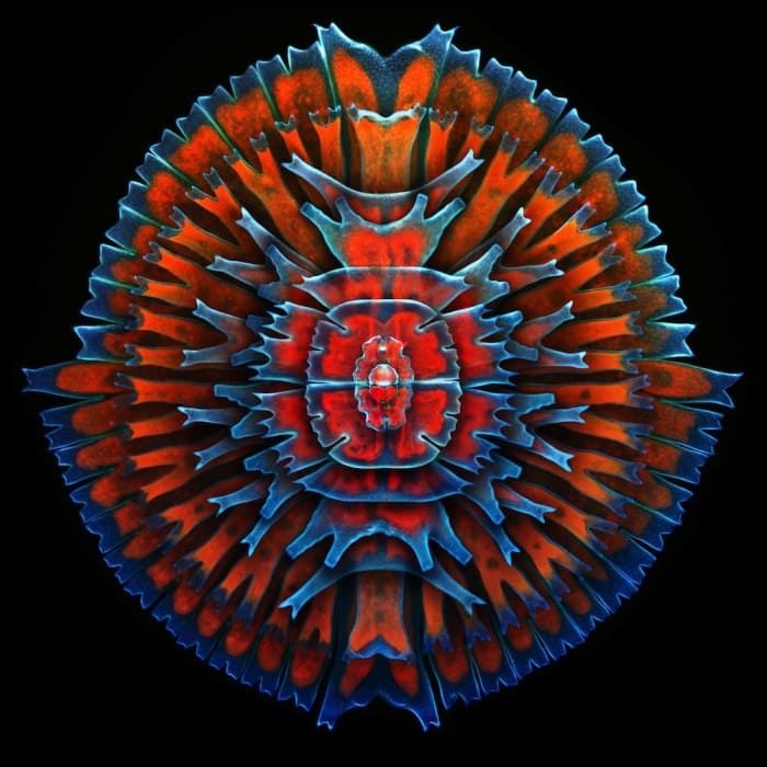 Algae (single cell Desmid)
