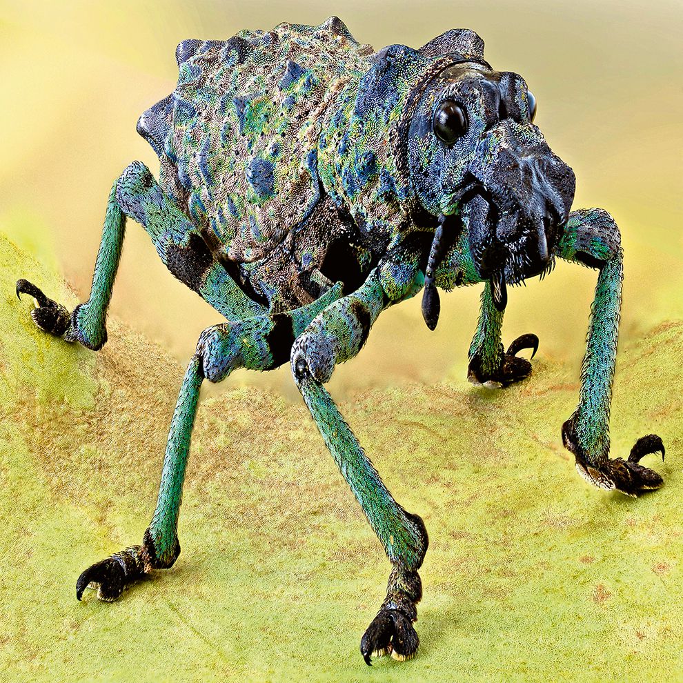 Weevil