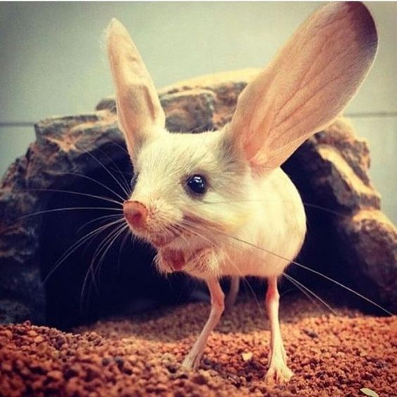 Jerboa
