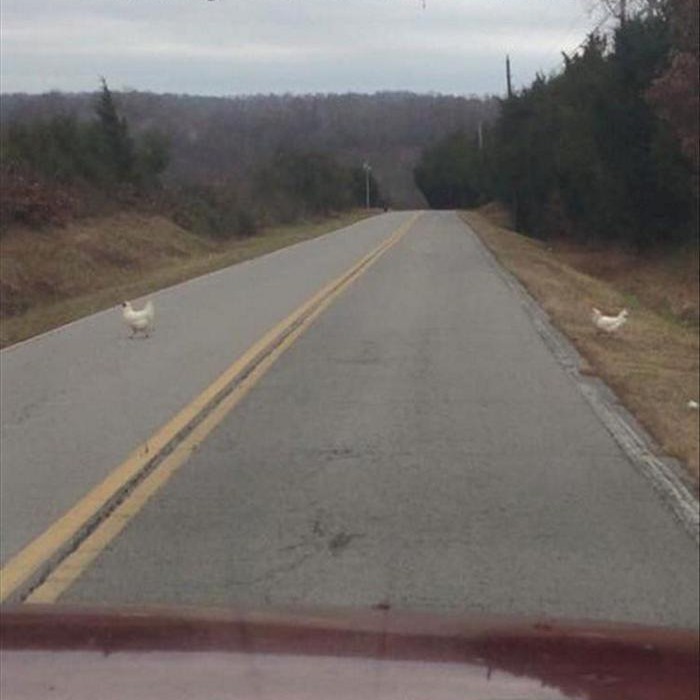 Why did the chicken...