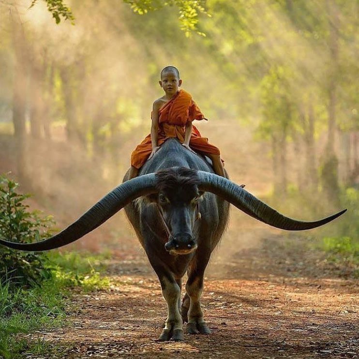 Cow. Boy. (imgur.com)