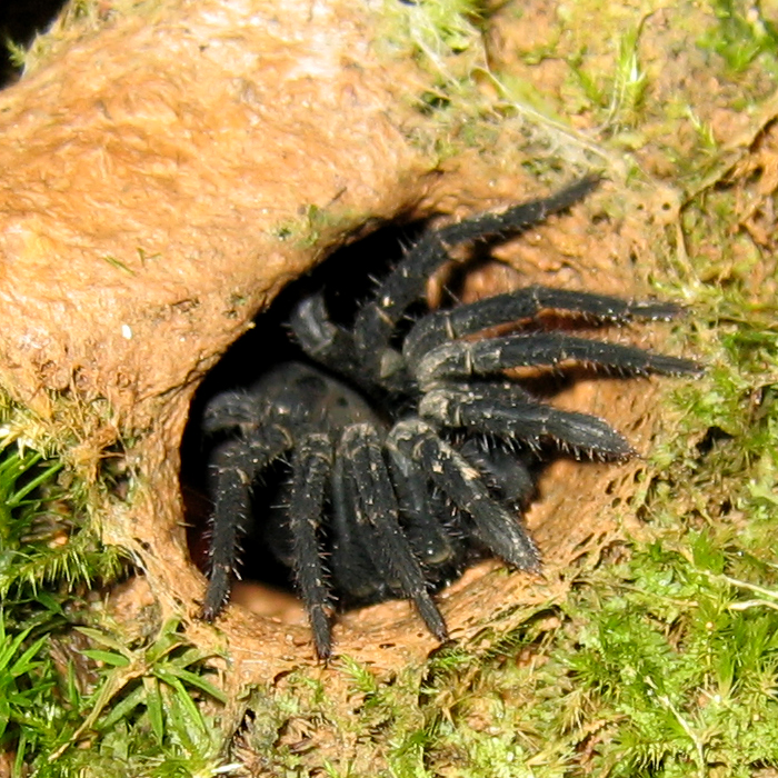 Trapdoor Spider!