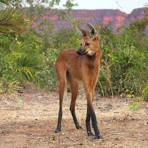 Maned Wolf (imgur.com)
