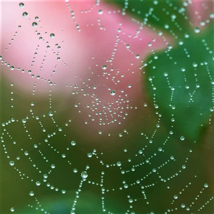 Pattern (pixaby.com)