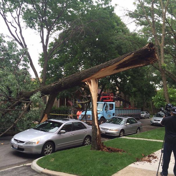 Tree Bridge (constative.com)