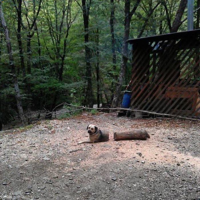 Doglog