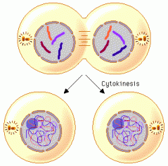 Mitosis is truly a molecular spectacle, involving hundreds of cellular proteins in a. Cytokinesis - Cell Cycle & Mitosis Tutorial