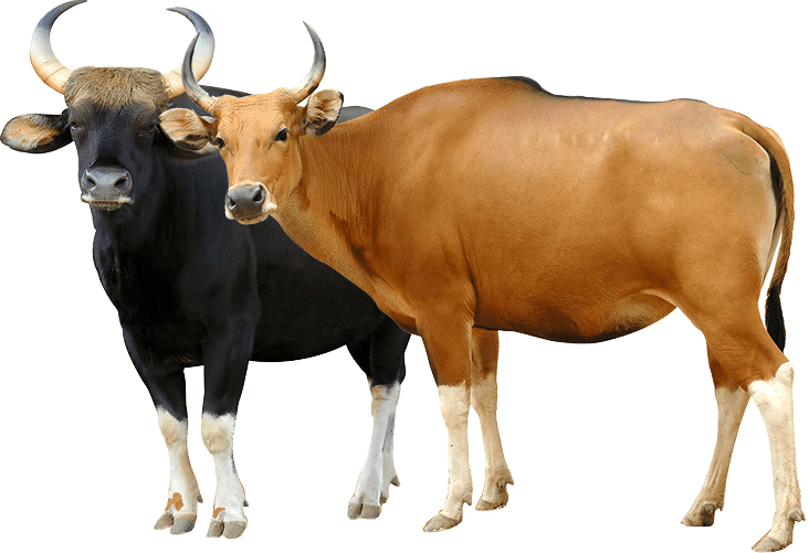 Sapi Bali 001