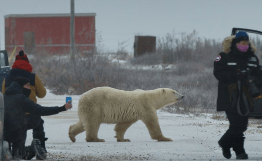 Sundance 2026: Josephine, Nuisance Bear Top Awards as Park City Wraps