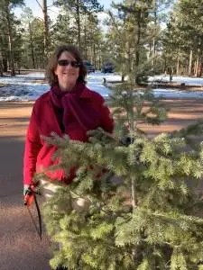 Family cutting a Christmas tree in Colorado mountains, a holiday tradition.