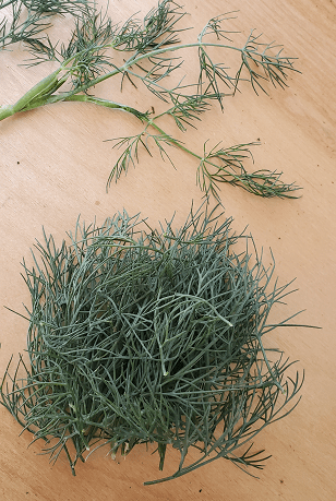 Herb of the Month: Dill