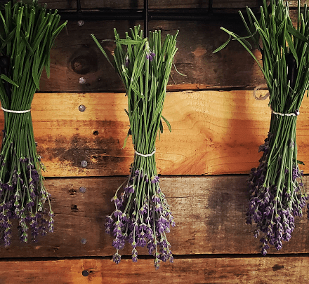 Herb of the Month: Lavender