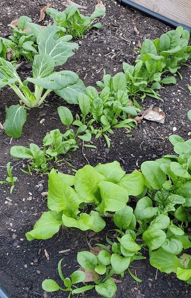 Product Test: Season Extender