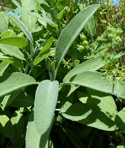 Herb of the Month: Sage