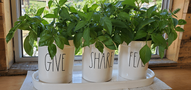 Herb of the Month: Basil