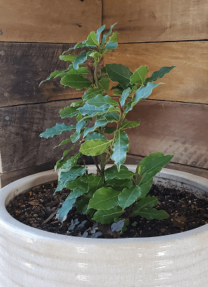 Herb of the Month: Bay Laurel (bay leaf)