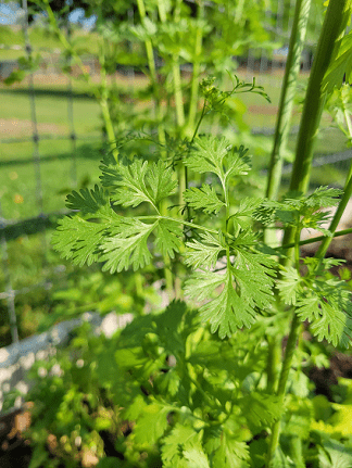 Herb of the Month: Cilantro