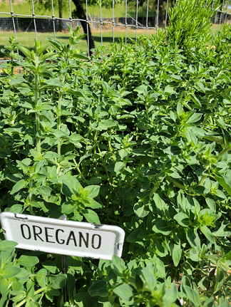 Herb of the Month: Oregano
