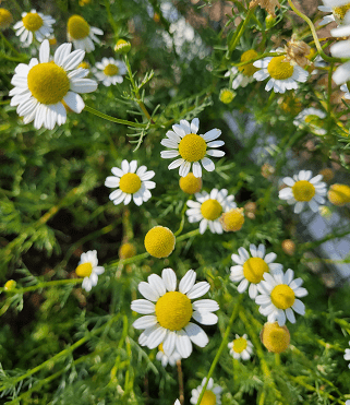 Herb of the Month: Chamomile