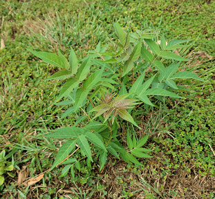 Beware of the Sumac!