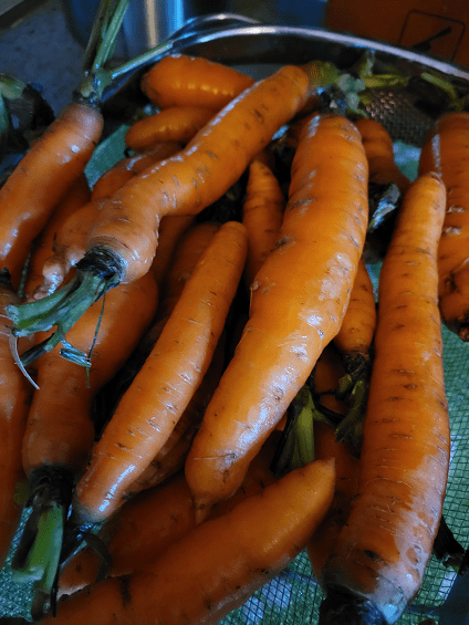 Carrot Harvest Cuisine