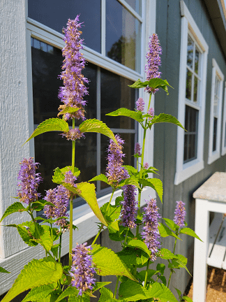 Herb of the Month: Anise (Hyssop)