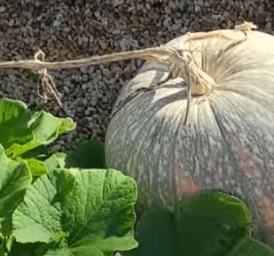 Fall Garden Update and Tour