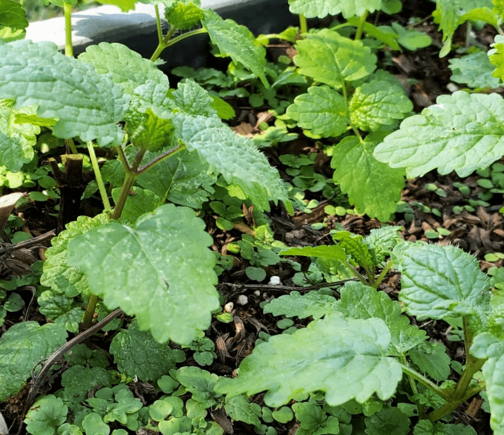 Herb of the Month: Lemon Balm