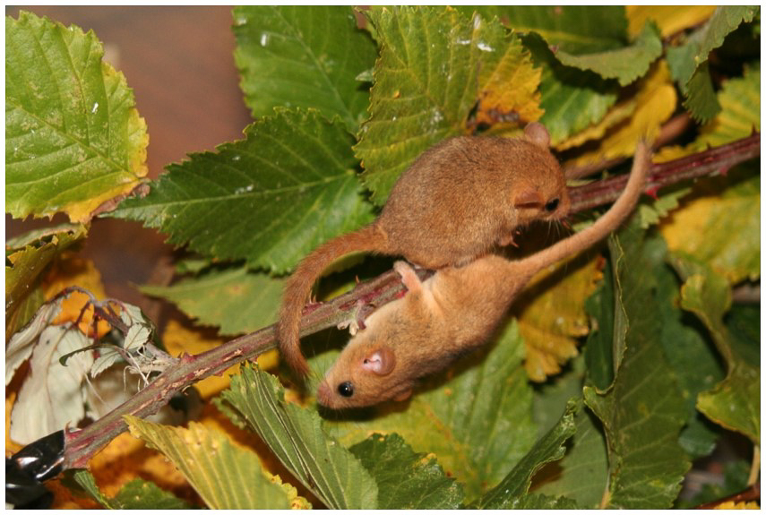 Orphaned hand reared Dormice ©Paul Manchester 25Jan15