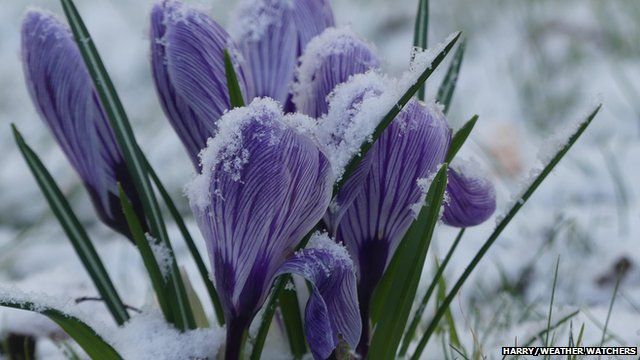 Snow dusted crocuses in February ©Harry Appleyard