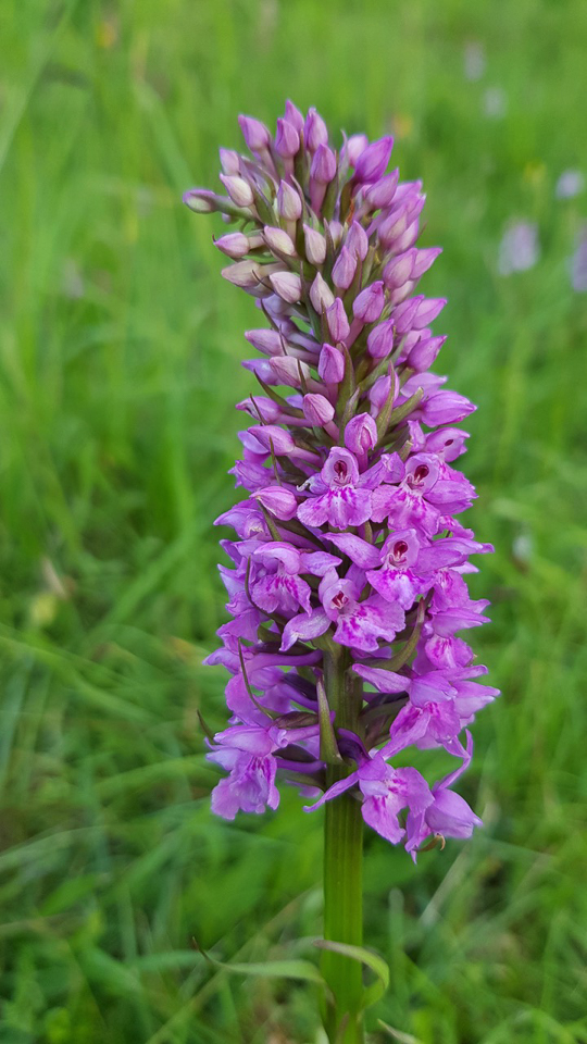 Cross between a Common Spotted and Southern Marsh orchids © Julian Lambley, Clinton Ragpits 12June 2018