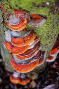 Red Banded Polypore fungus (Fomitopsis pinicola) ©∆ustin Long, Linford Lakes NR 26 January 2019