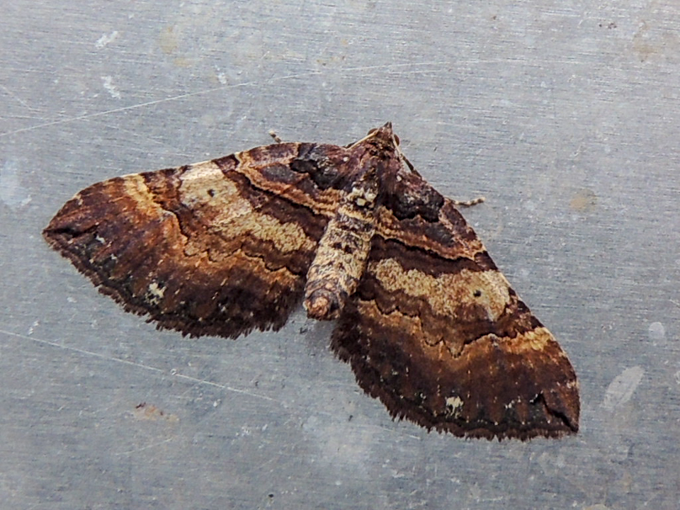 Shoulder Stripe© Gordon Redford, Goosey Bank near Olney, 19 March 2019