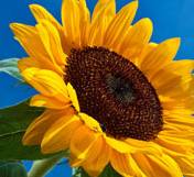 Imagehash Issue 5 Mlampros Openimager Github - Download Amazing Landscape Design | 4K