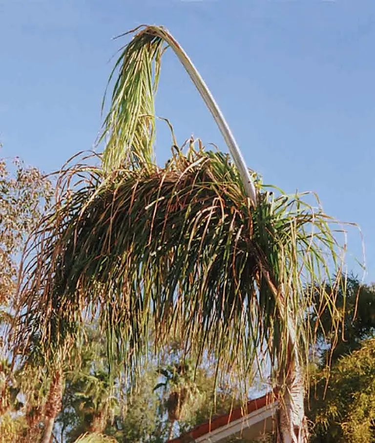 Tree On Tree R Phoenixsc - Classic Abstract Texture - Retina