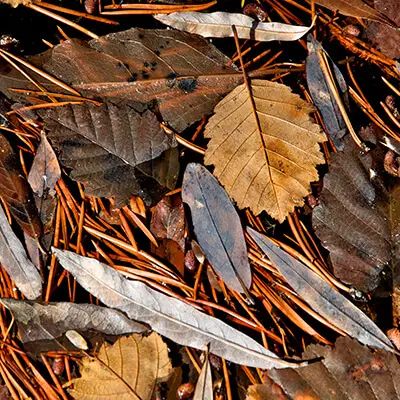 Better Leaf Litter Gallery - Geometric Illustrations - Creative 4K Collection