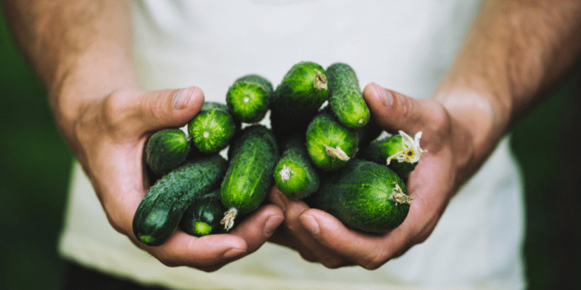 How to Harvest and Store Cucumbers