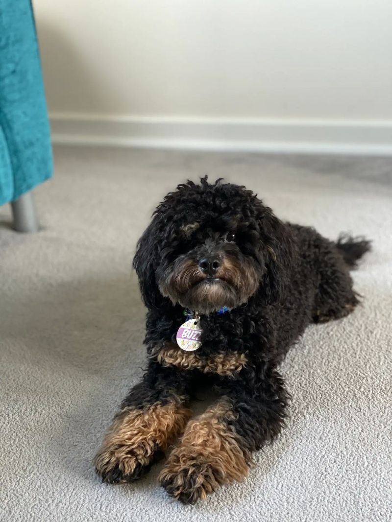 Gallery Cavapoo - Premium Minimal Wallpaper Gallery - HD