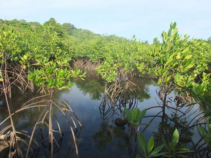 Resources Marine Conservation Philippines - Colorful Pattern Collection - 8K Quality