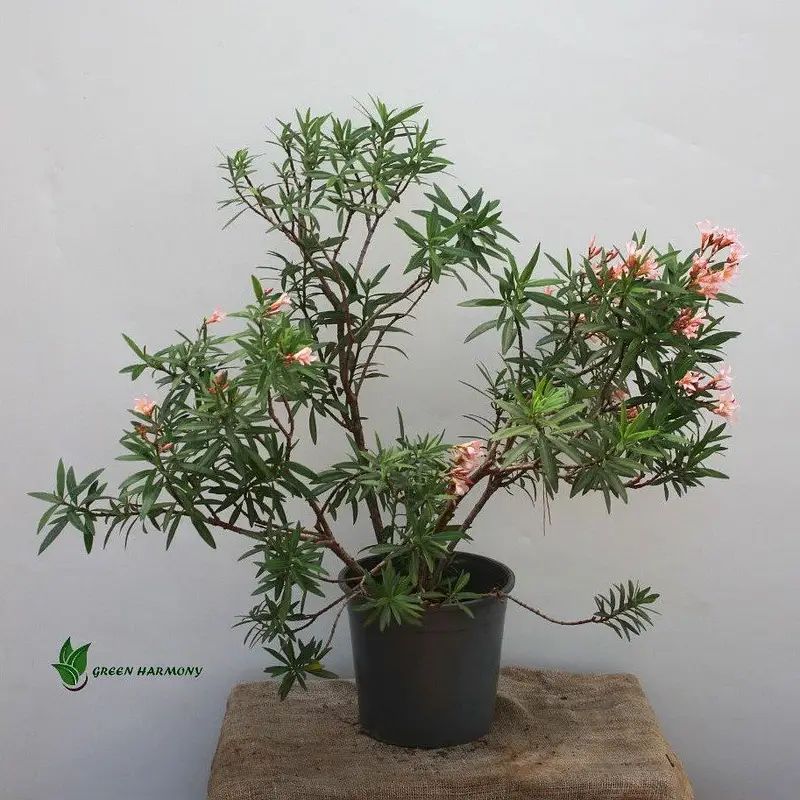 Nerium Oleander C Lin - Amazing Nature Image - HD