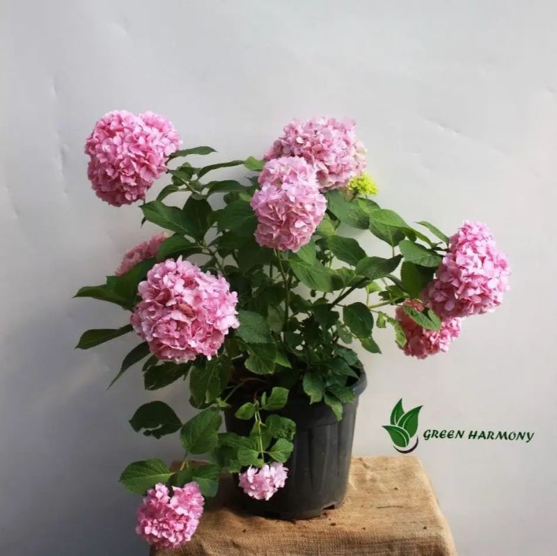 Hydrangea Harmony - Best Geometric Images in Retina