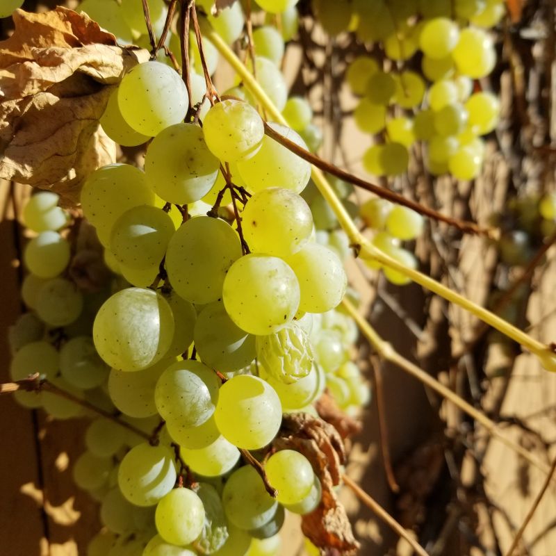 Github Tubaher Grapes Project - Gorgeous Light Texture - 8K